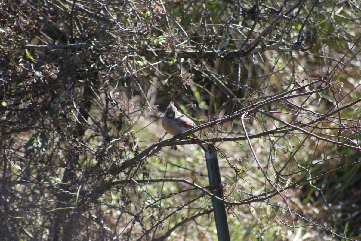 Pyrrhuloxia - ML618429026