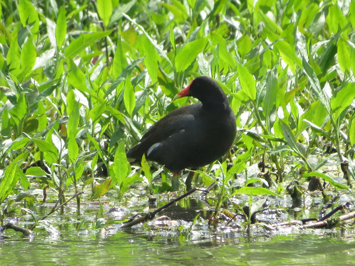 Common Gallinule - ML618429047