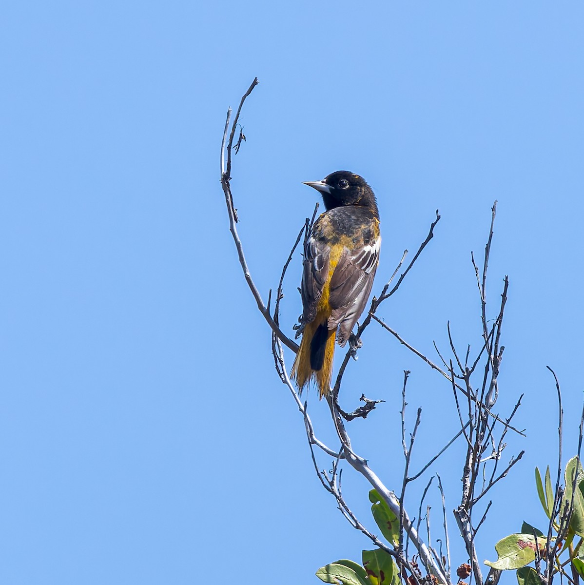 Baltimore Oriole - ML618429121