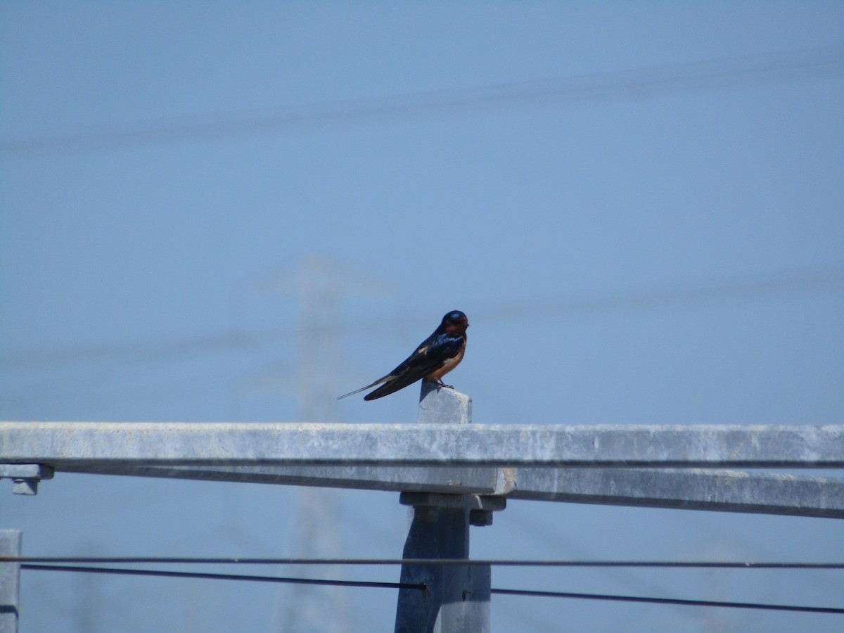 Barn Swallow - Douglas Brown