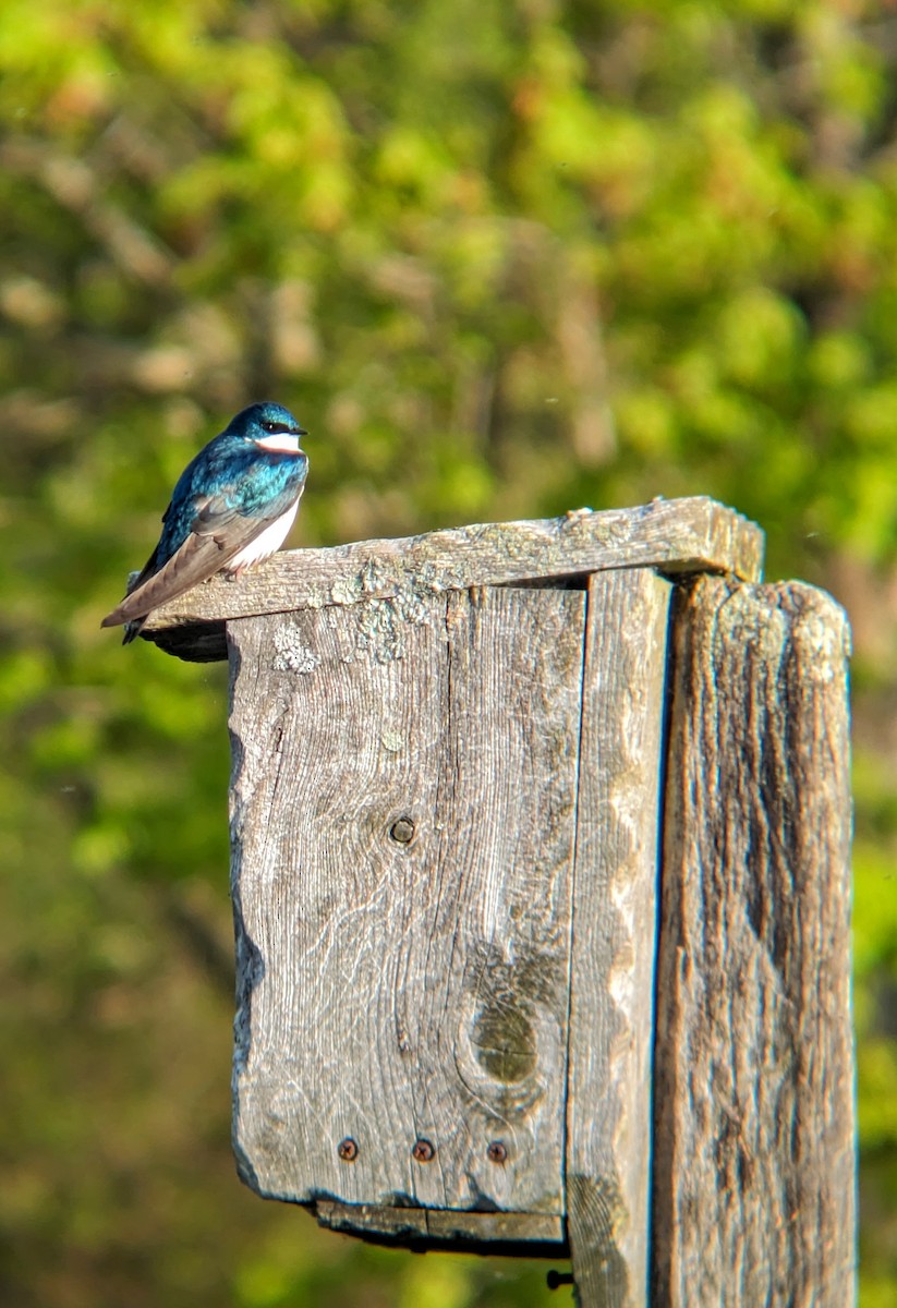 Tree Swallow - Richard Kurtz