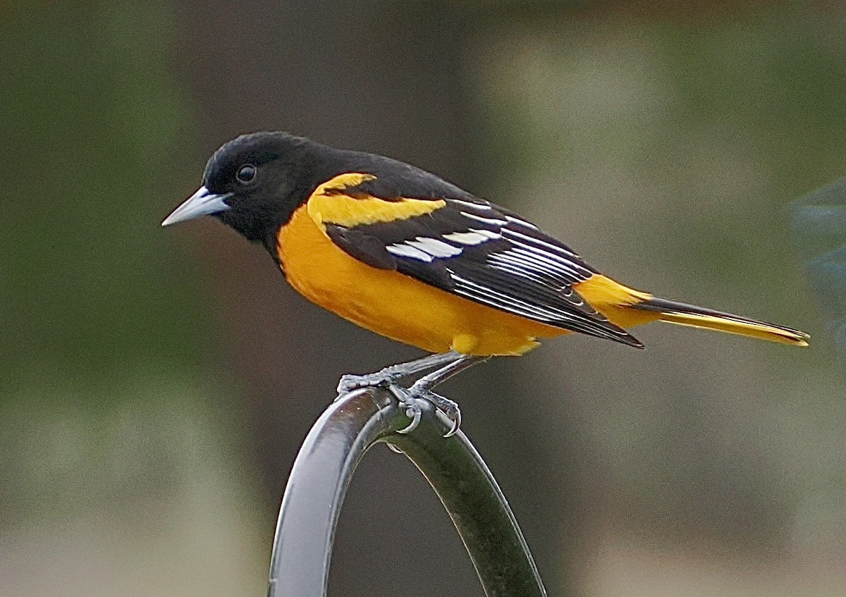Baltimore Oriole - ML618429168