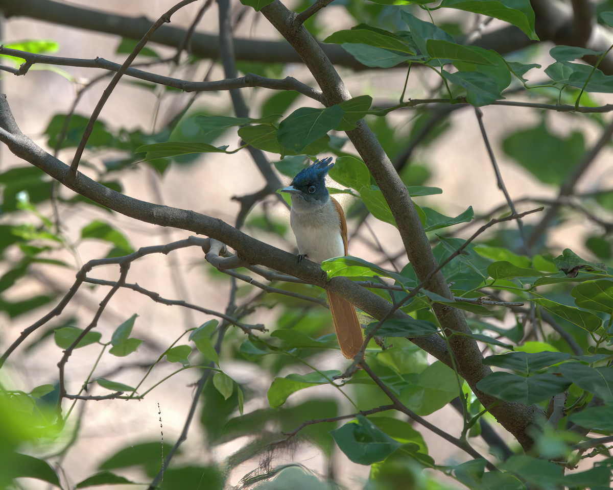 Indian Paradise-Flycatcher - ML618429181