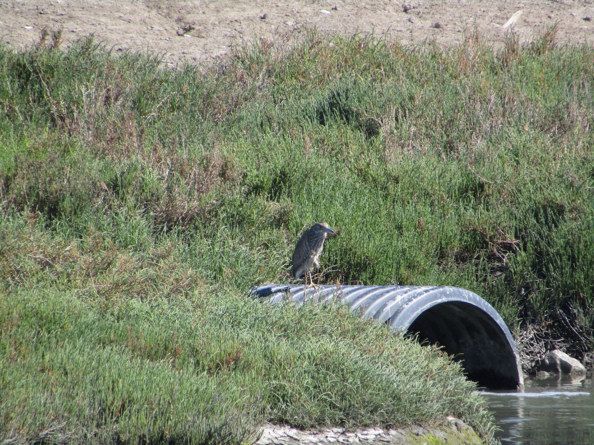 Black-crowned Night Heron - ML618429195