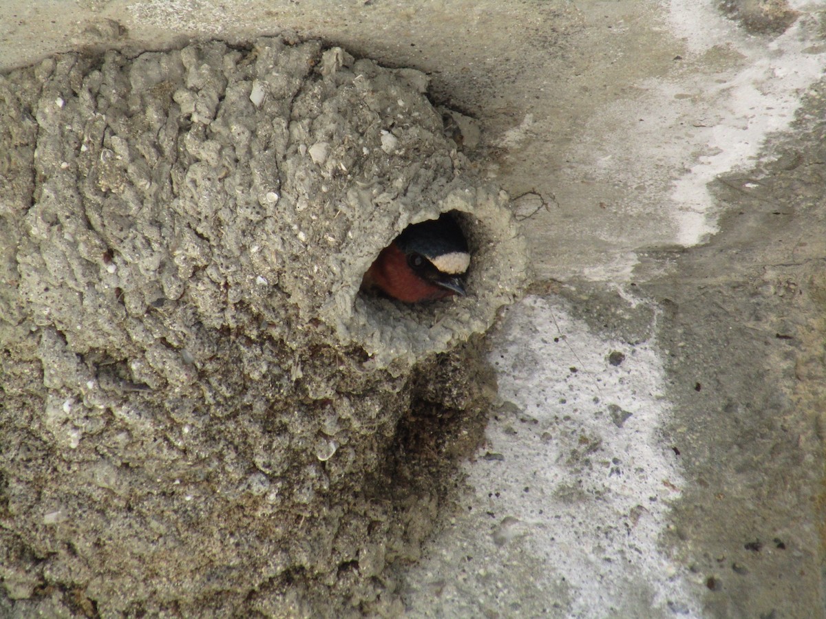 Cliff Swallow - Douglas Brown