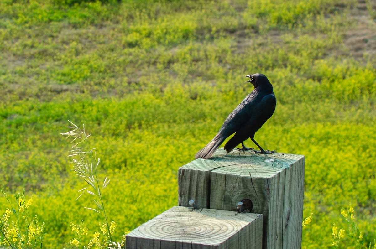 Brewer's Blackbird - ML618429219