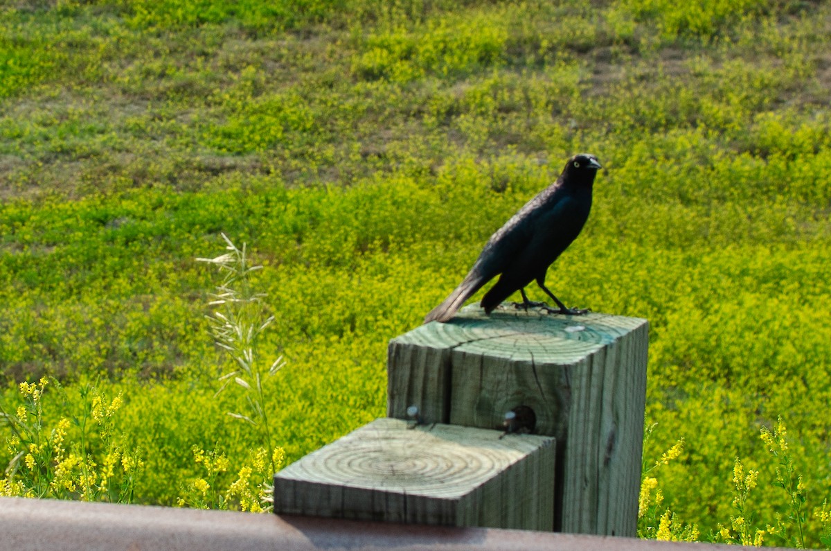 Brewer's Blackbird - ML618429220