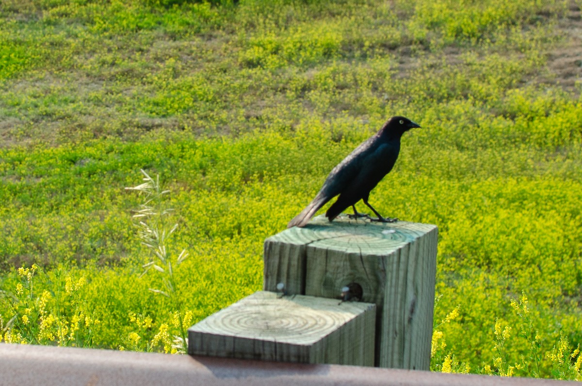 Brewer's Blackbird - ML618429221