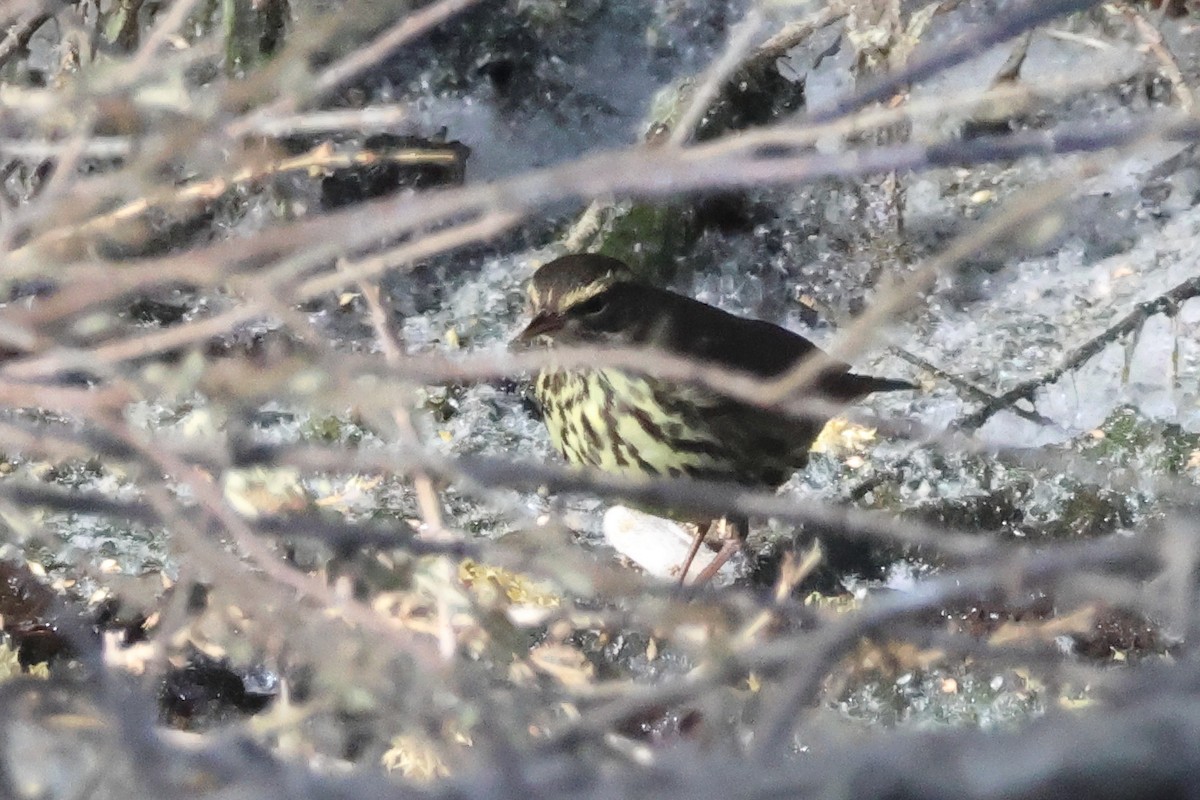 Northern Waterthrush - Steven Tracey