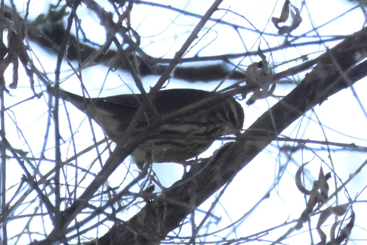 Northern Waterthrush - Steven Tracey