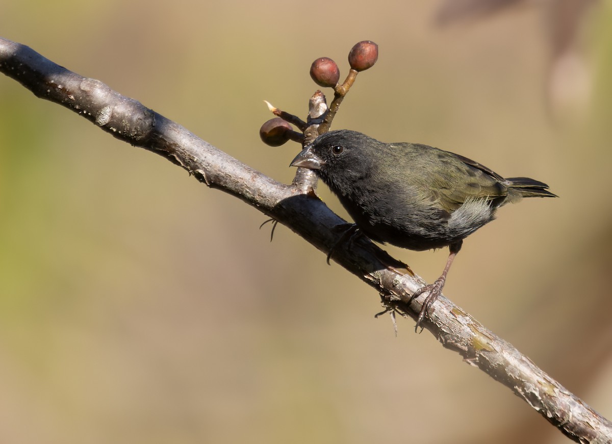 Black-faced Grassquit - Lars Petersson | My World of Bird Photography