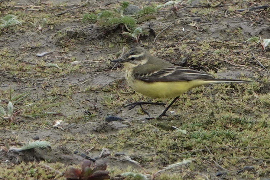 Western Yellow Wagtail - David Oulsnam