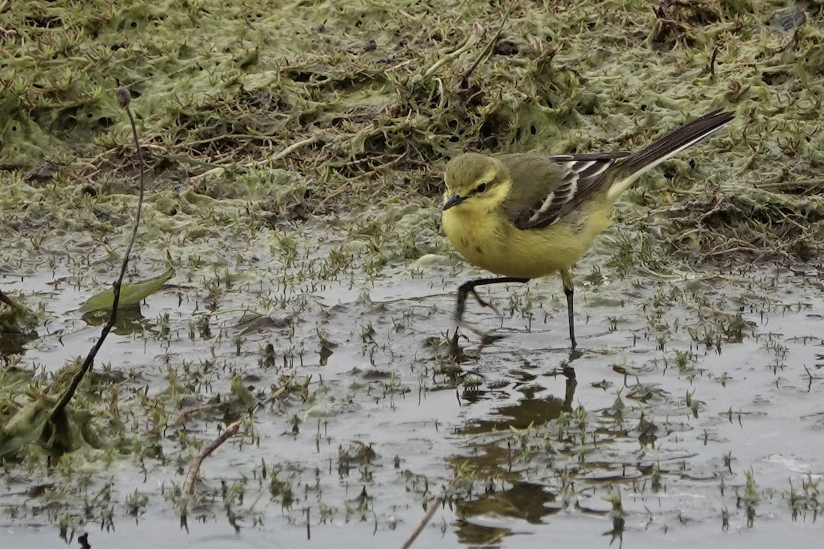 Western Yellow Wagtail - David Oulsnam