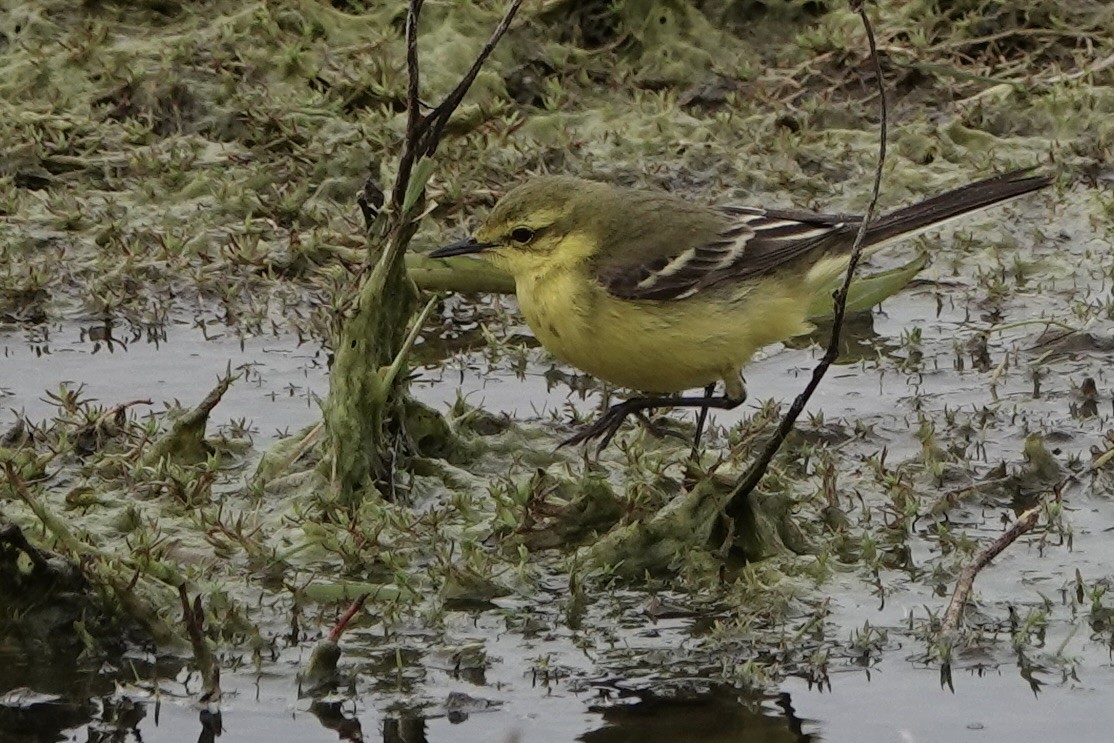 Western Yellow Wagtail - David Oulsnam