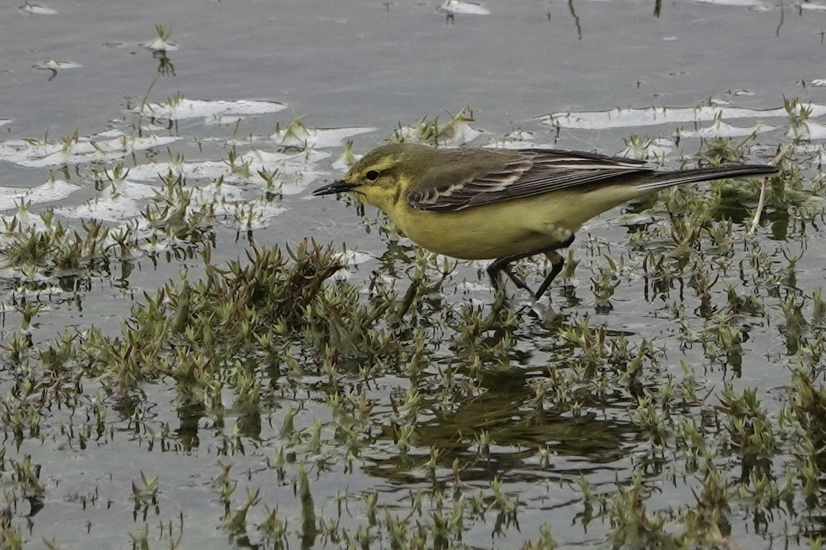 Western Yellow Wagtail - David Oulsnam