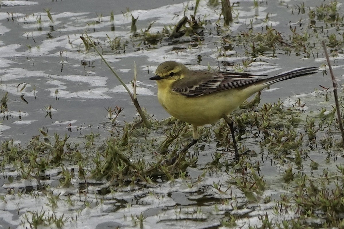 Western Yellow Wagtail - David Oulsnam