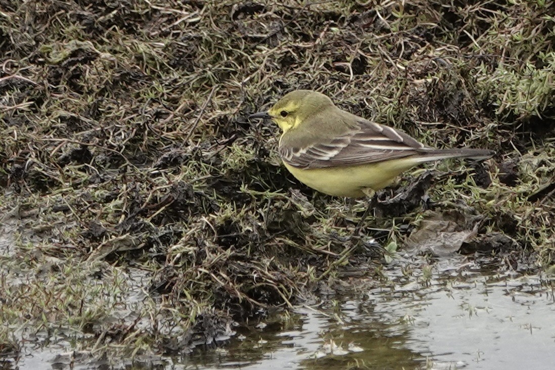 Western Yellow Wagtail - David Oulsnam