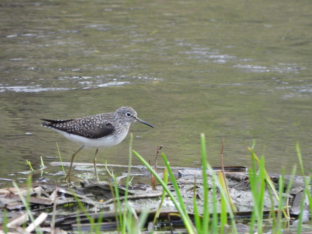 Solitary Sandpiper - Ezra McIlvain