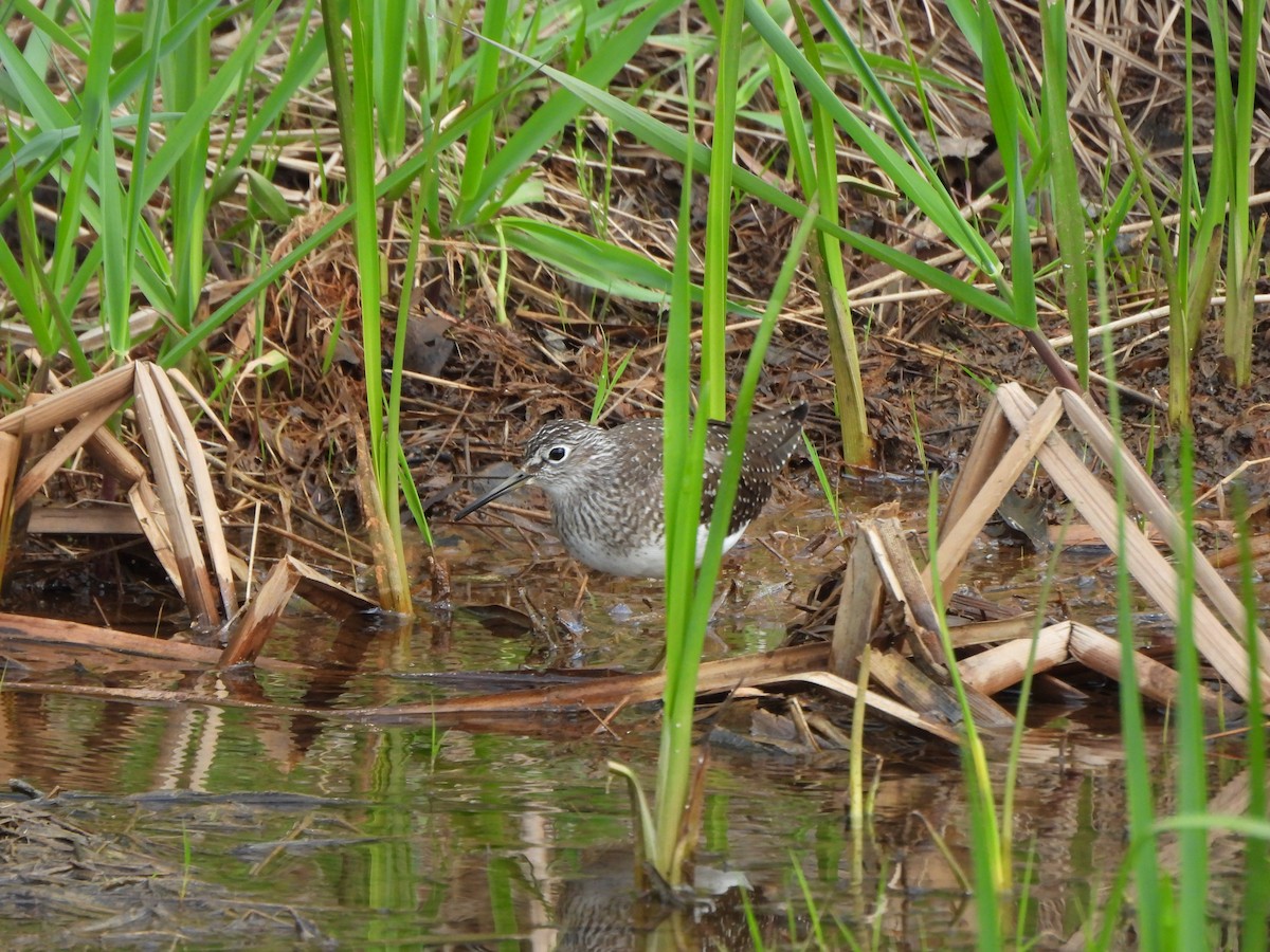 Solitary Sandpiper - Ezra McIlvain