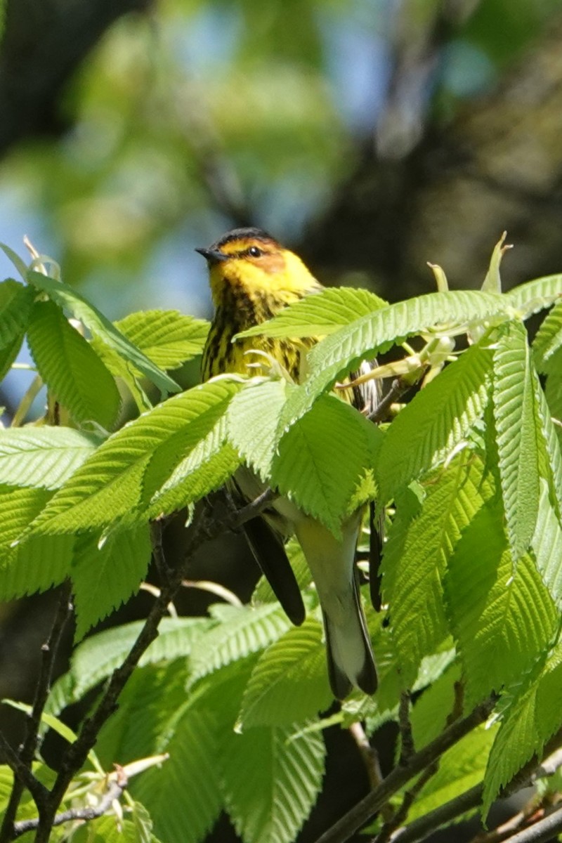 Cape May Warbler - Jack Scott