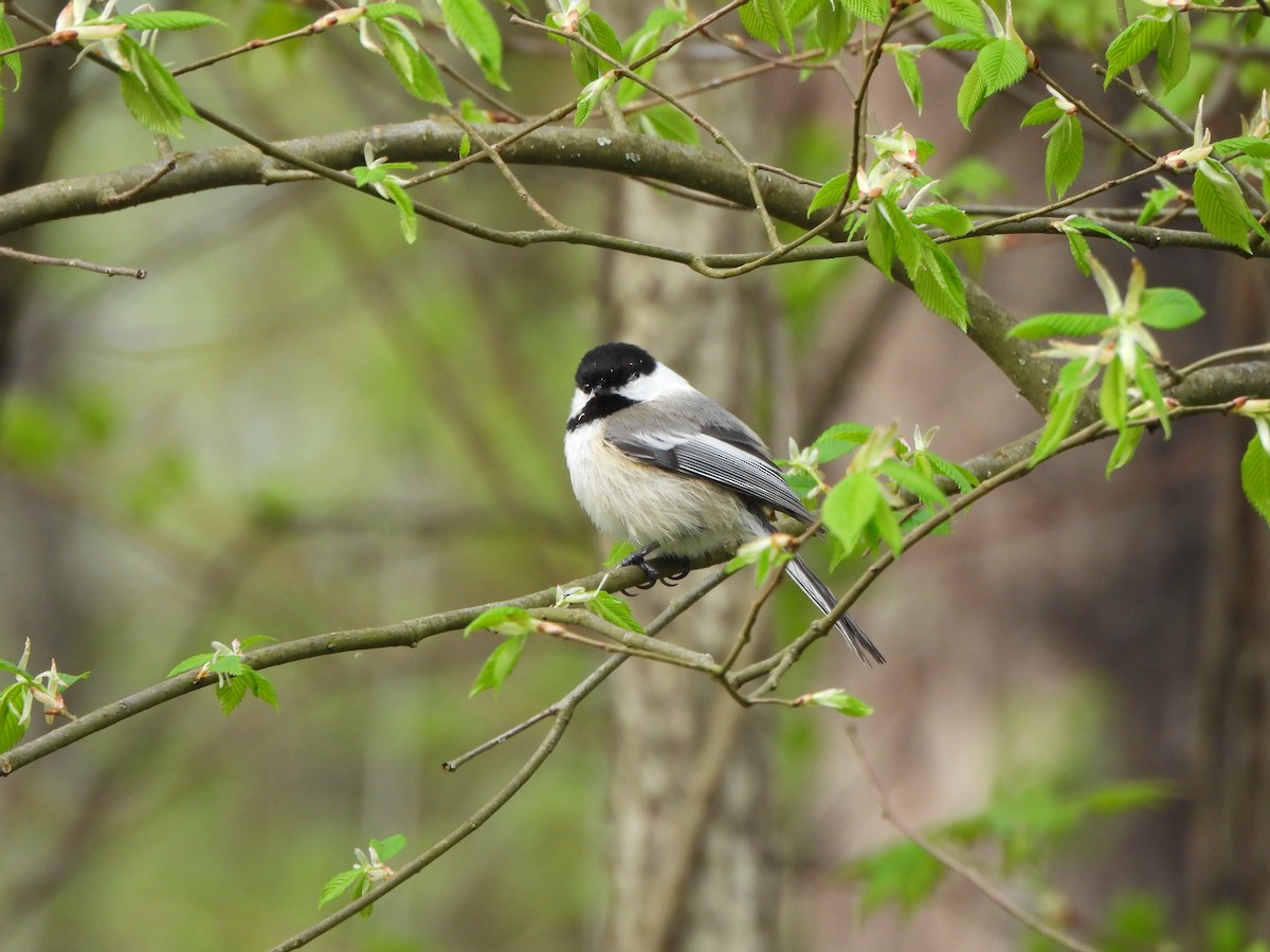 Mésange à tête noire - ML618429388