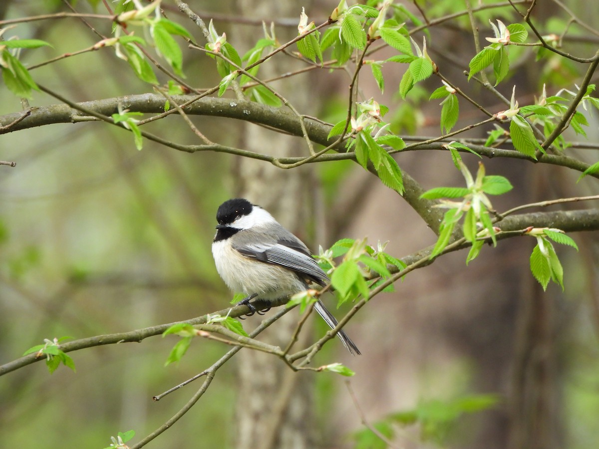 Black-capped Chickadee - Ezra McIlvain