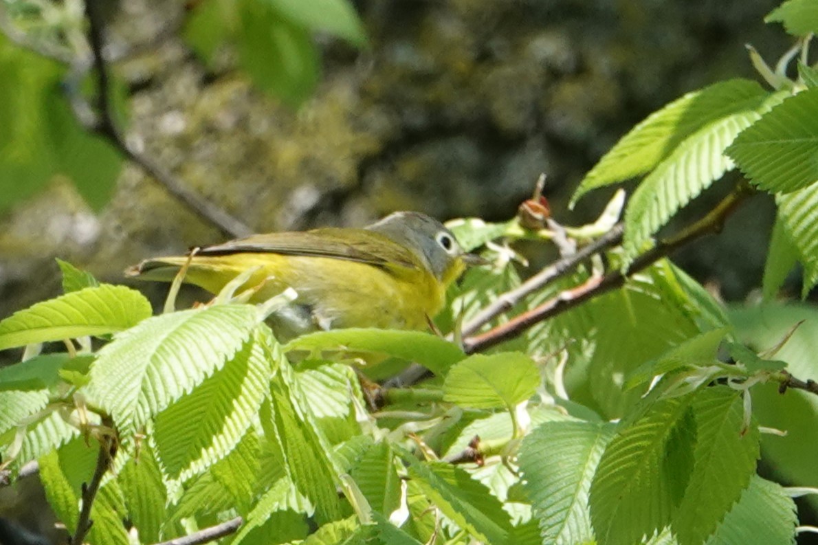 Nashville Warbler - ML618429393