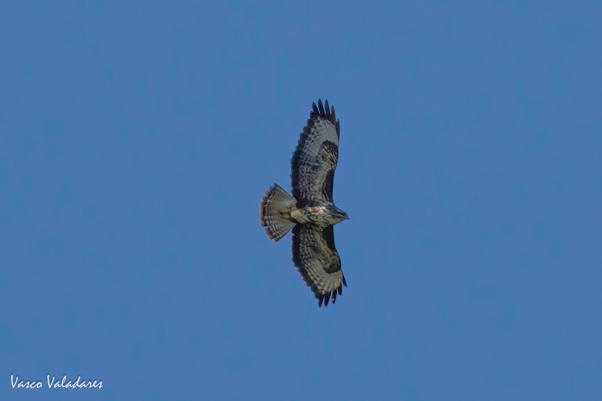 Common Buzzard (Azores) - ML618429405