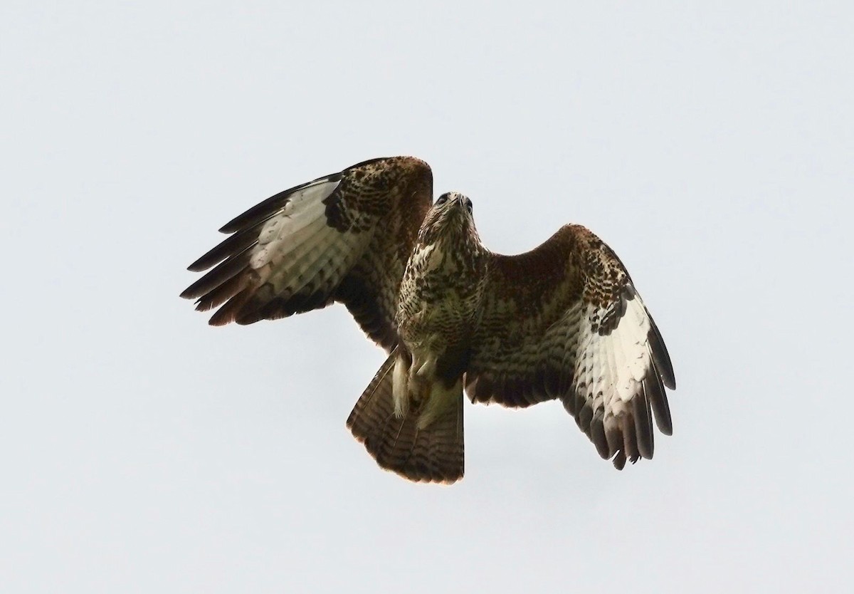 káně lesní - ML618429406