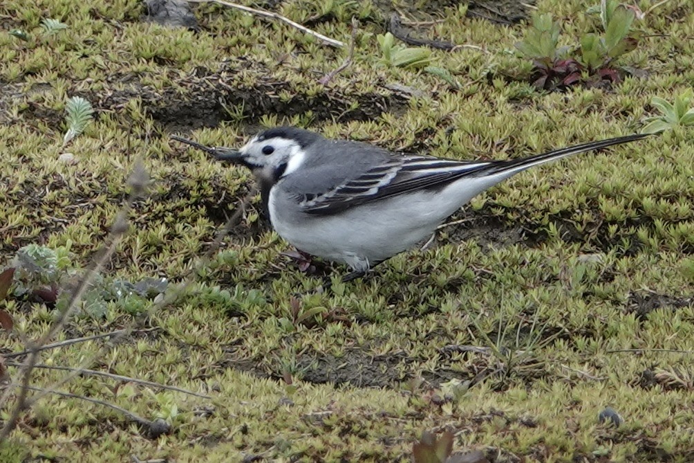 White Wagtail - ML618429409