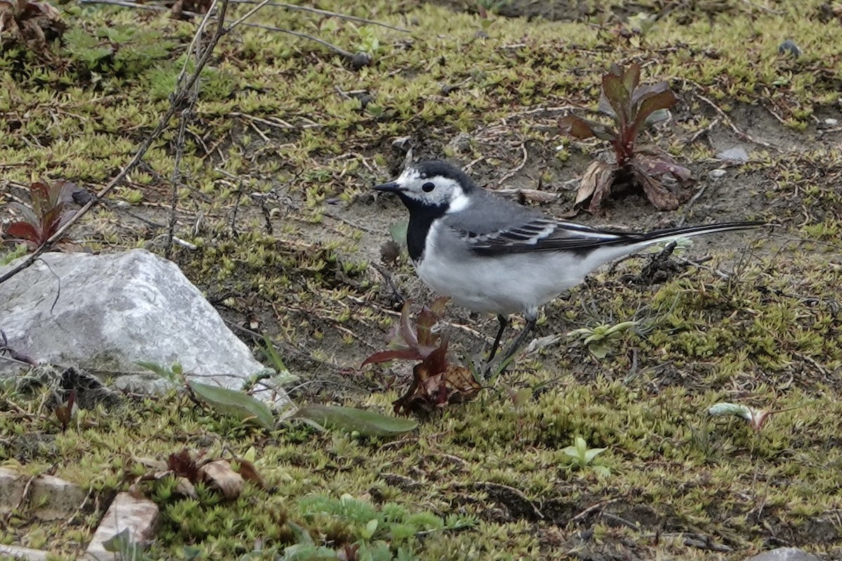 White Wagtail - ML618429410