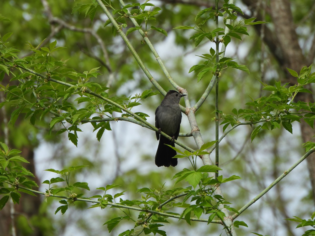 Pájaro Gato Gris - ML618429417