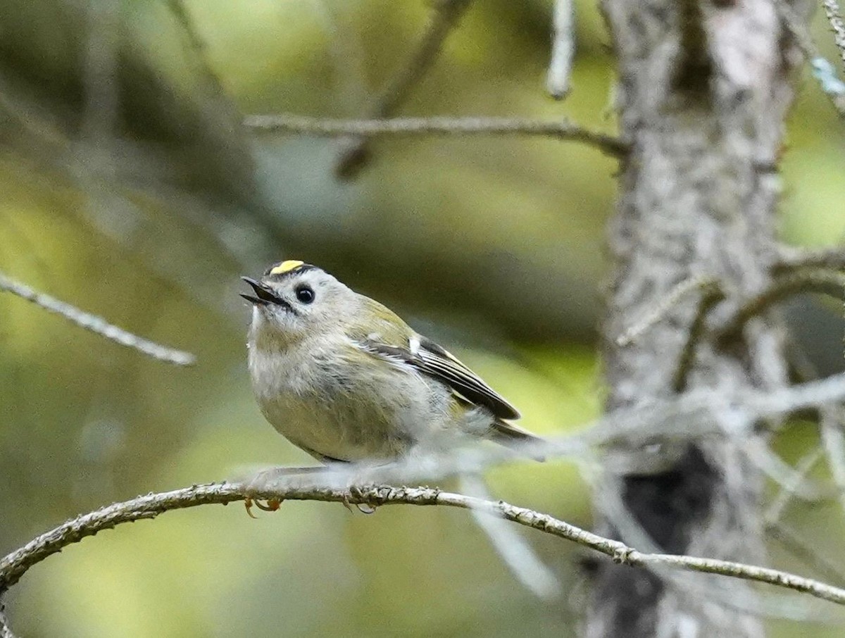 králíček obecný - ML618429420