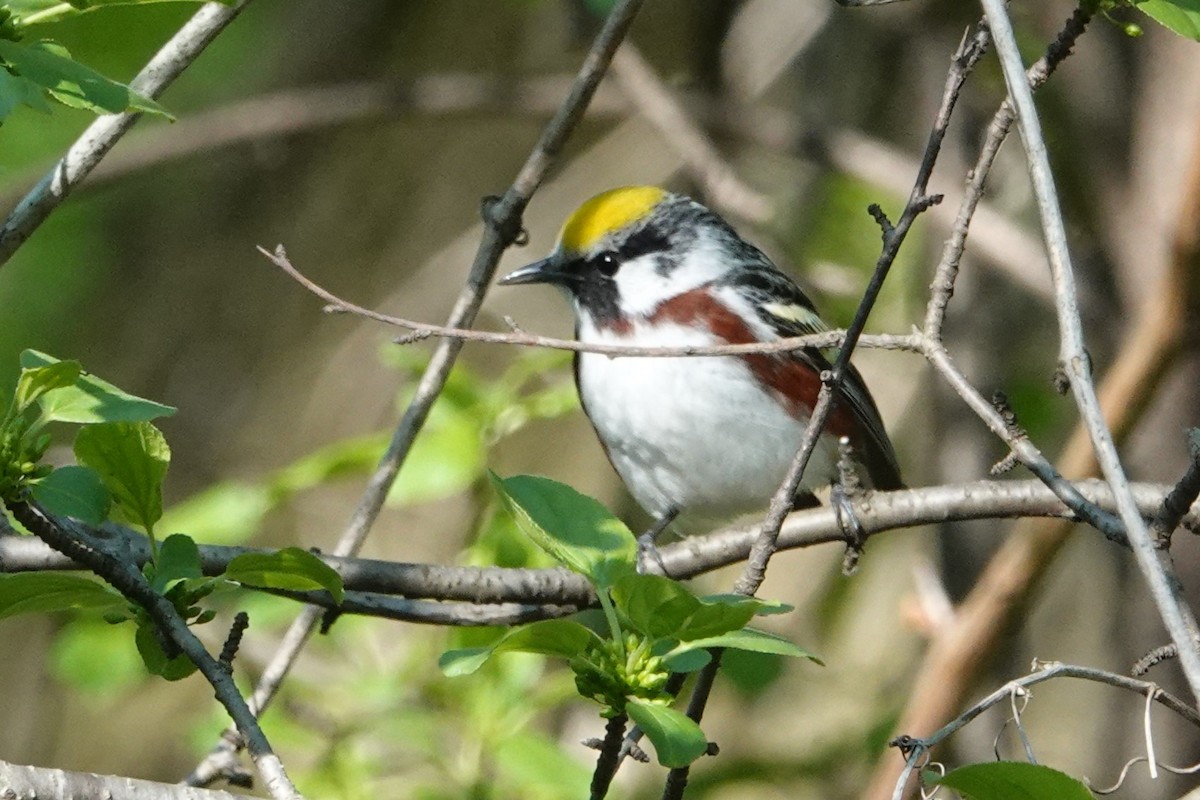 Chestnut-sided Warbler - ML618429429