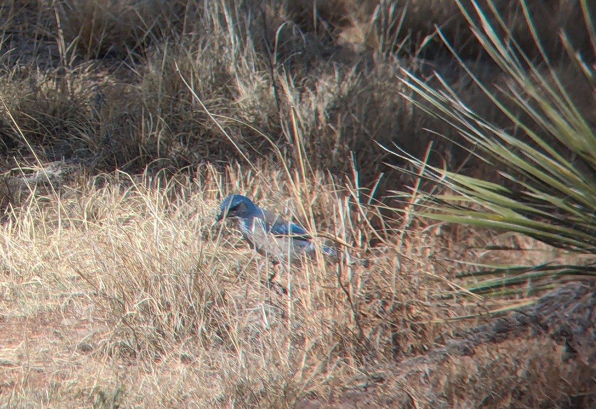 Woodhouse's Scrub-Jay - ML618429432
