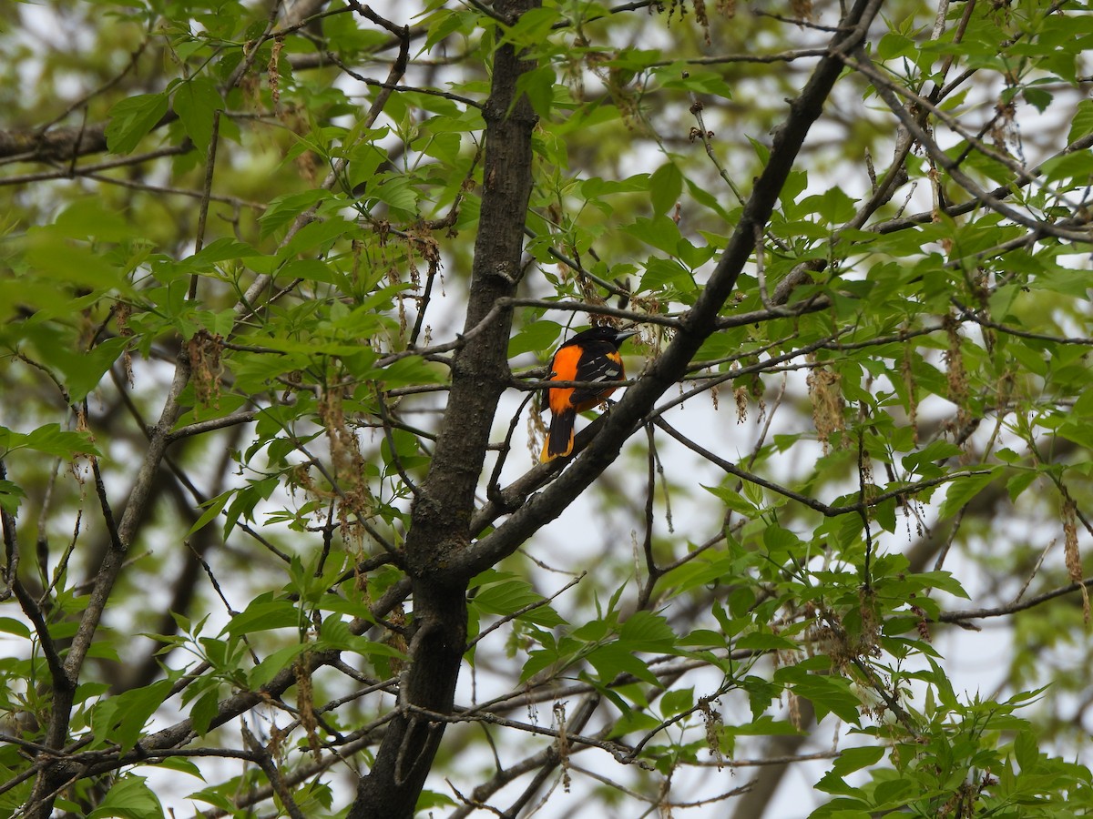 Baltimore Oriole - Ezra McIlvain