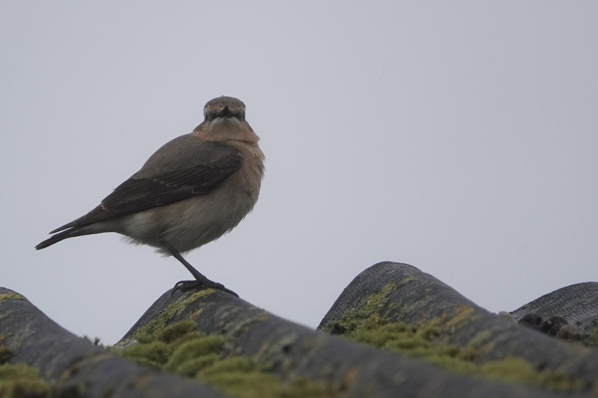 Northern Wheatear - David Oulsnam