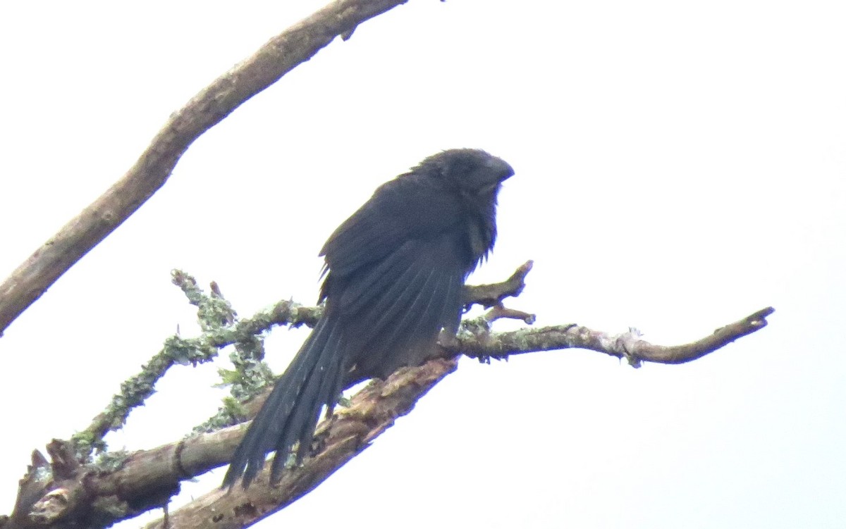 Smooth-billed Ani - ML618429518