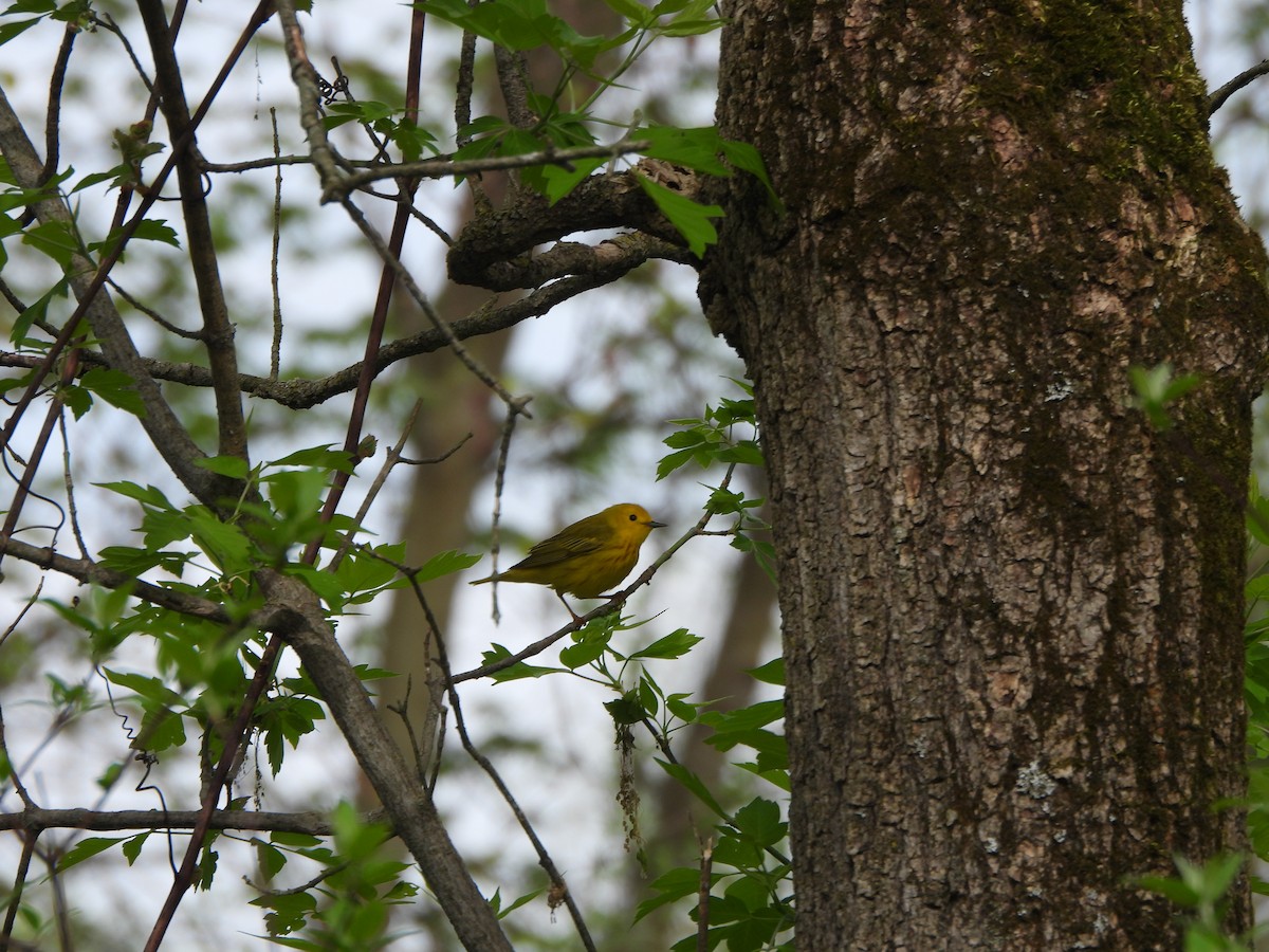 Yellow Warbler - Ezra McIlvain