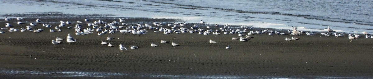 Common Tern - ML618429550