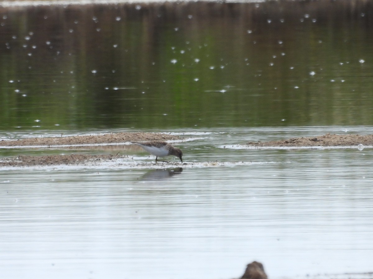 Temminck's Stint - José Barrueso Franco