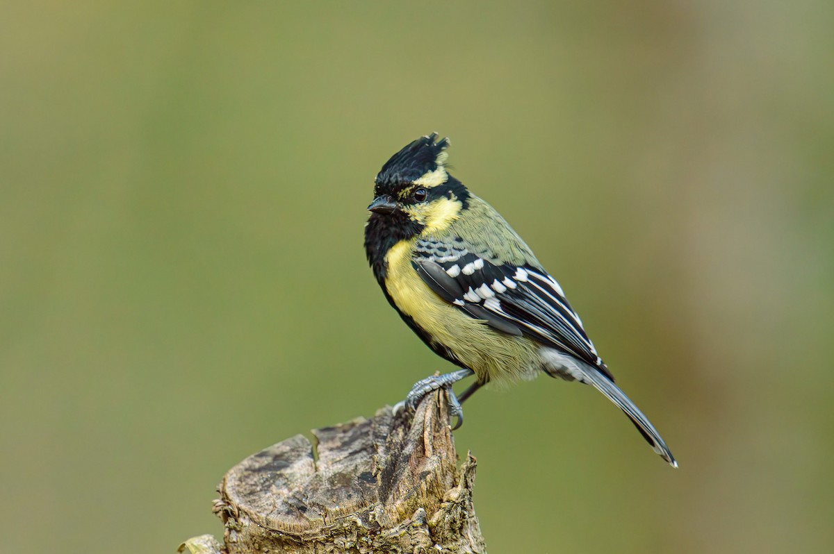 Indian Yellow Tit - Sudhir Paul