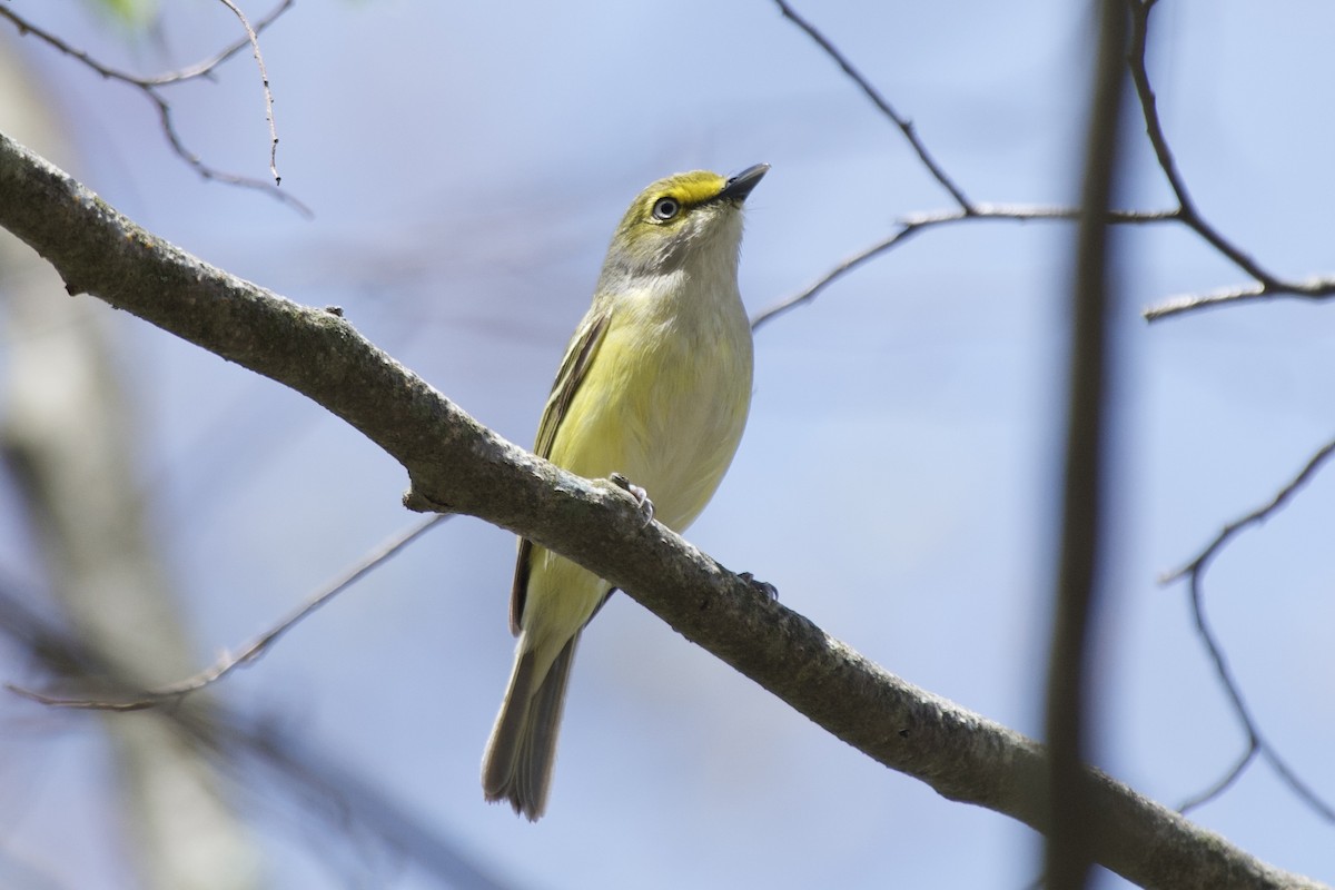 White-eyed Vireo - ML618429631