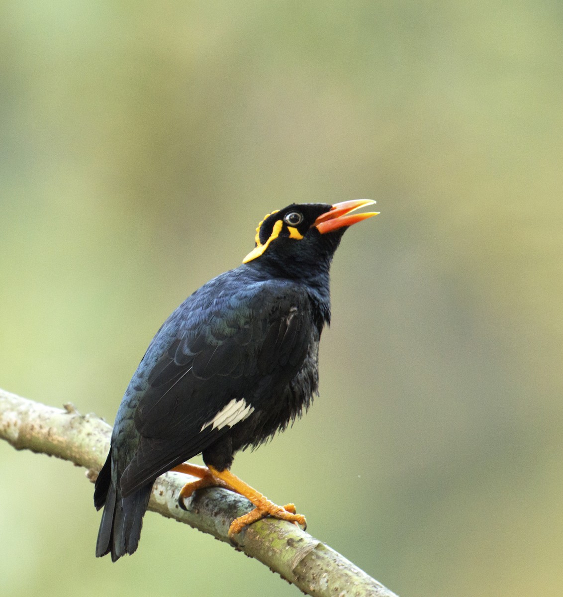 Southern Hill Myna - ML618429654