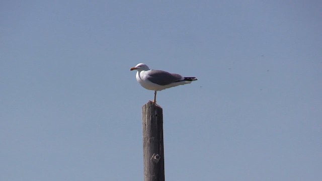 Yellow-legged Gull - ML618429671