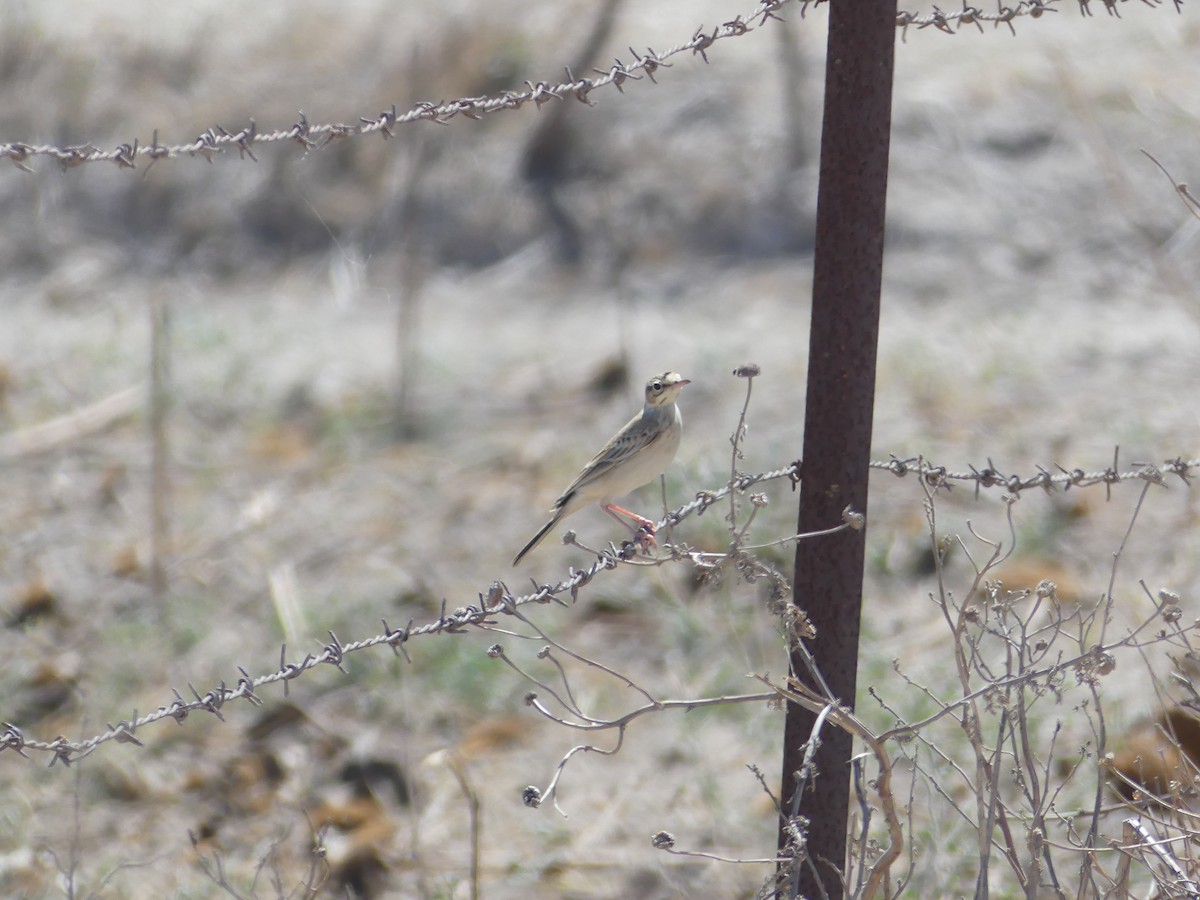 Tawny Pipit - ML618429704