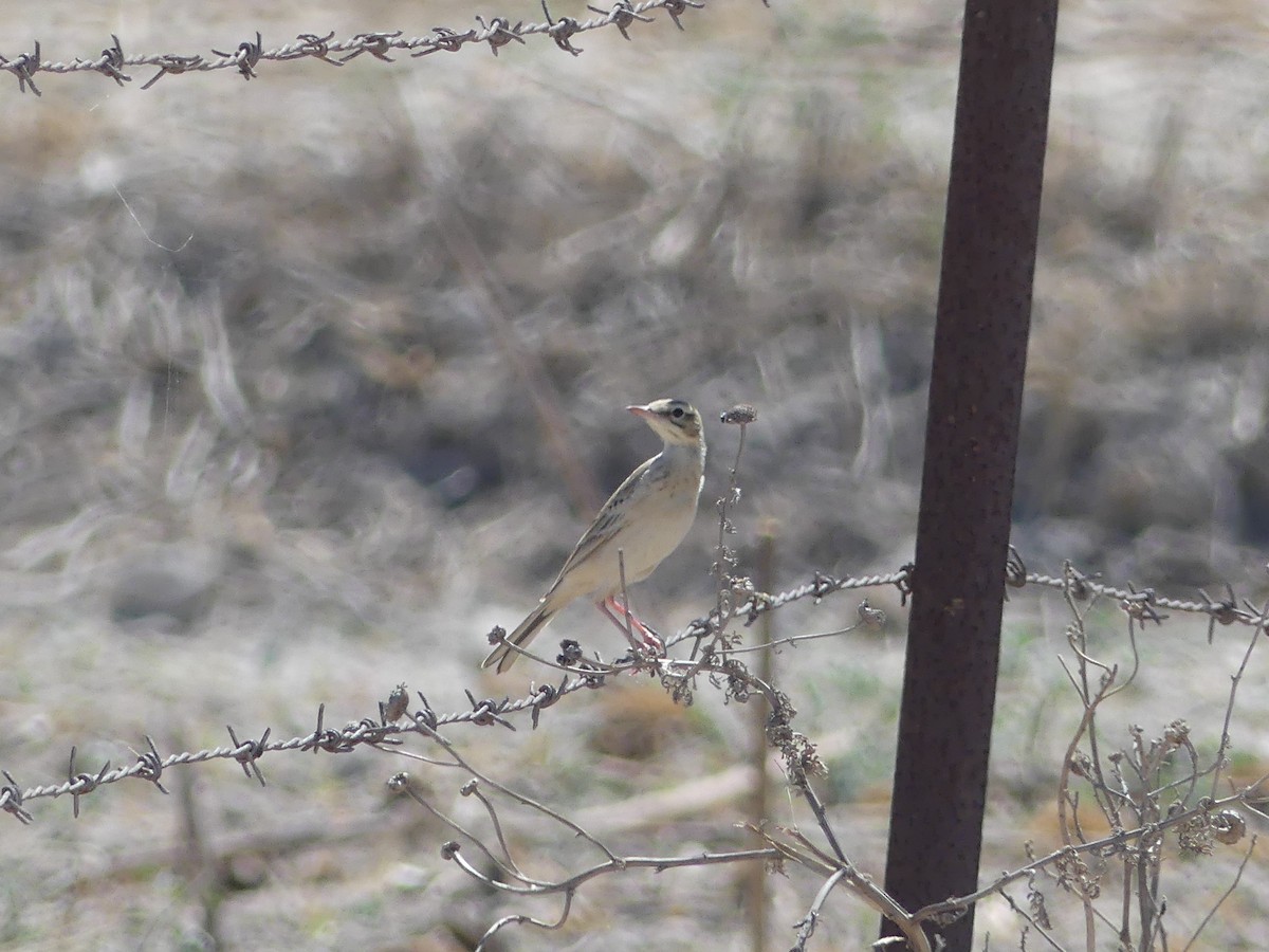 Tawny Pipit - ML618429707