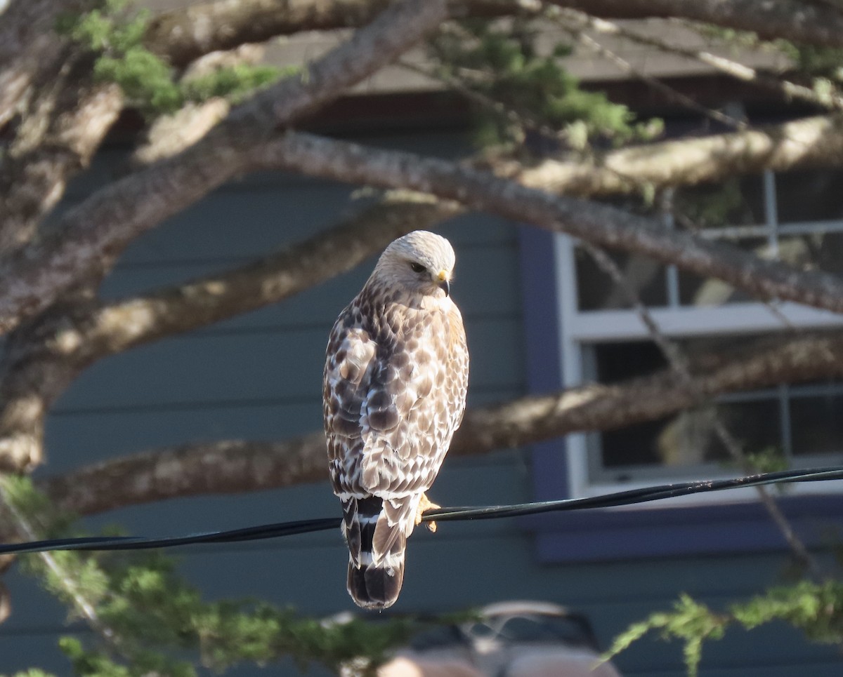 Red-shouldered Hawk - ML618429787