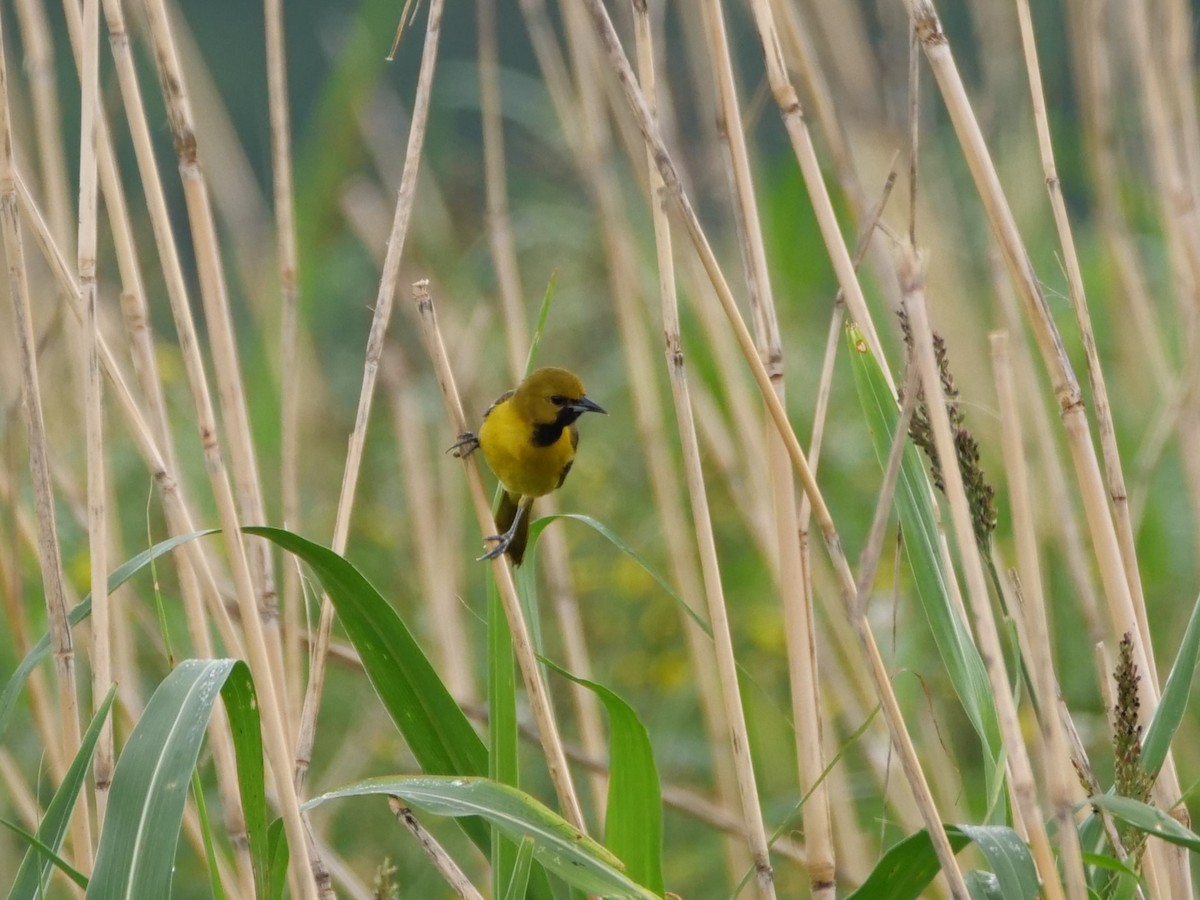 Orchard Oriole - ML618429796