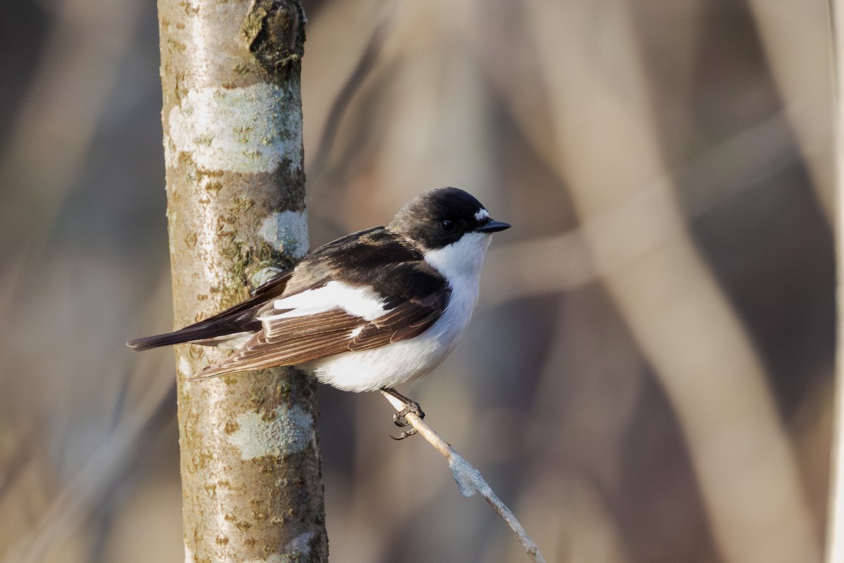 European Pied Flycatcher - Mark Maddock